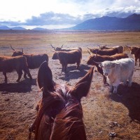 Highland Cattle